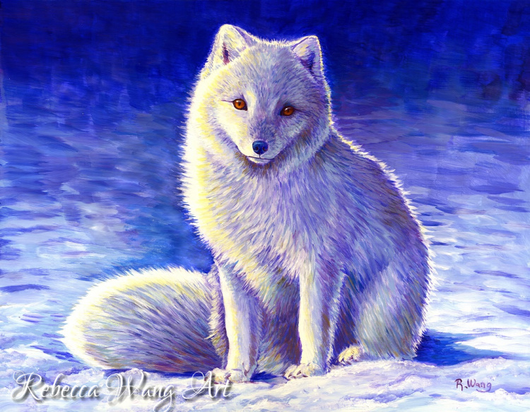 Peaceful Winter Arctic Fox