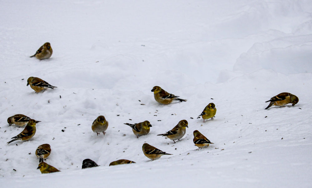 Flock Of American Goldfinches