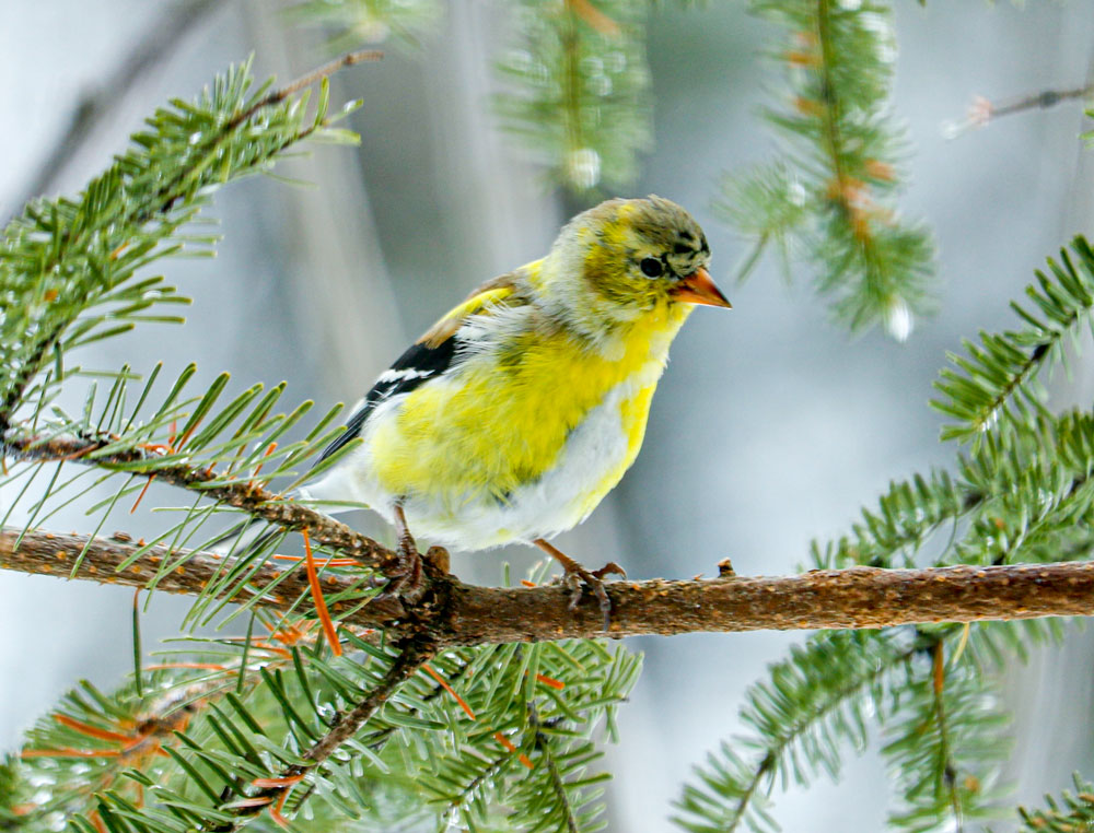 Goldfinch Perching In Pine