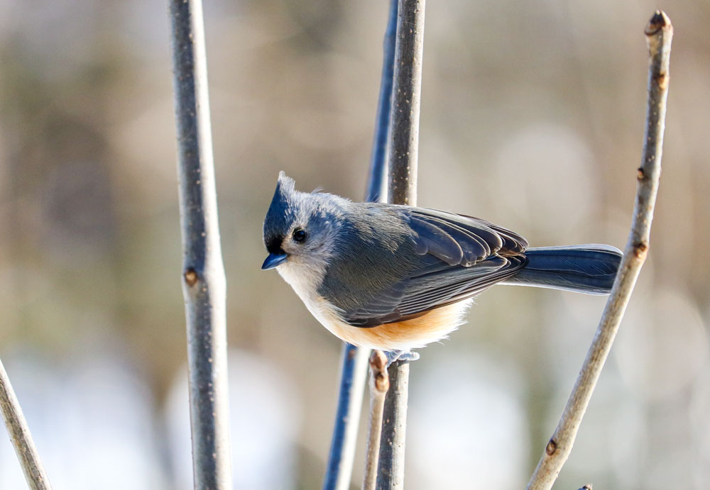 Tufted Titmouse Perching In An Ash Tree