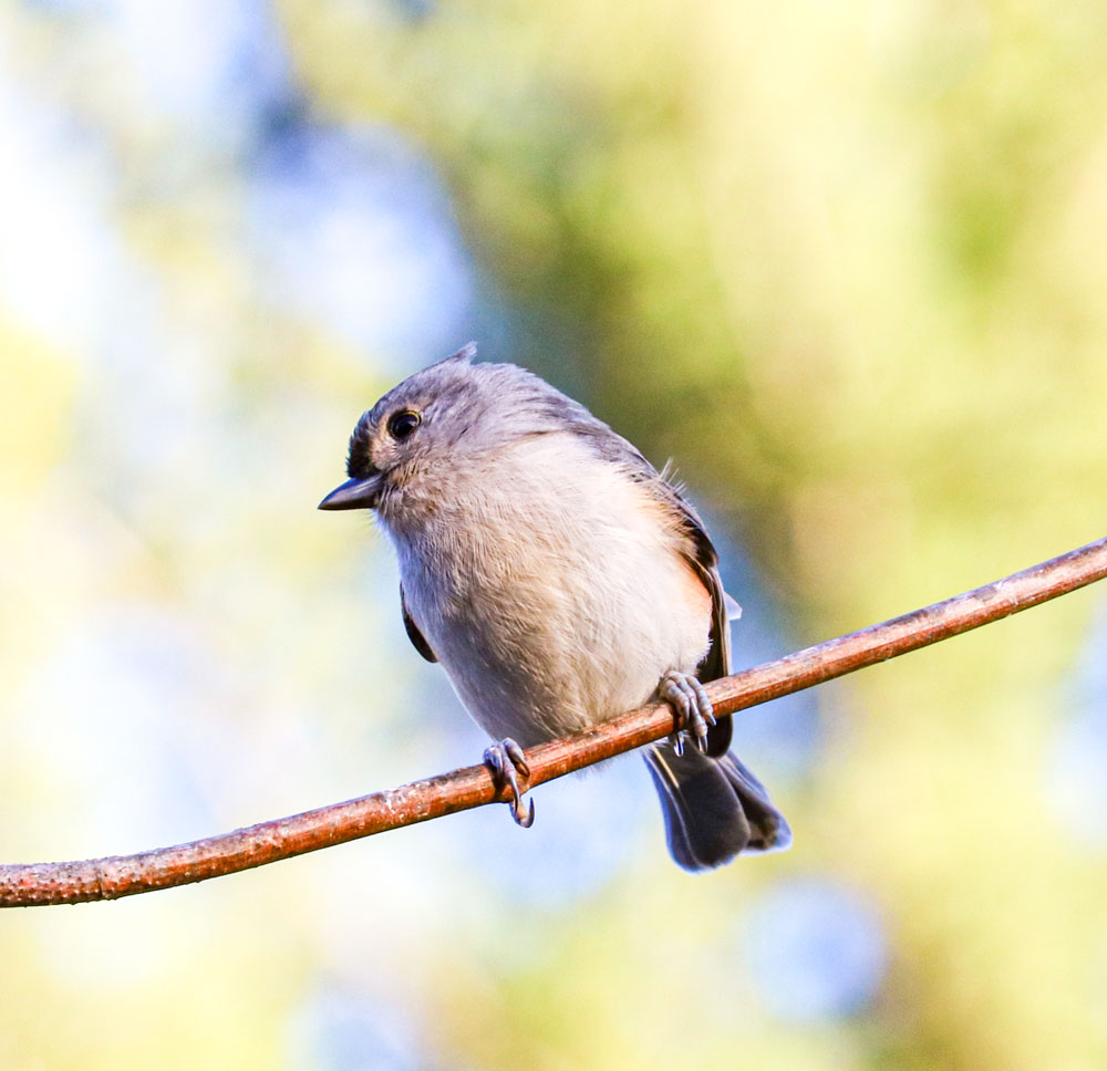 Titmouse In Bright Light