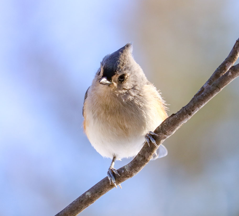 Cute Tufted Titmouse With A Cocked Head