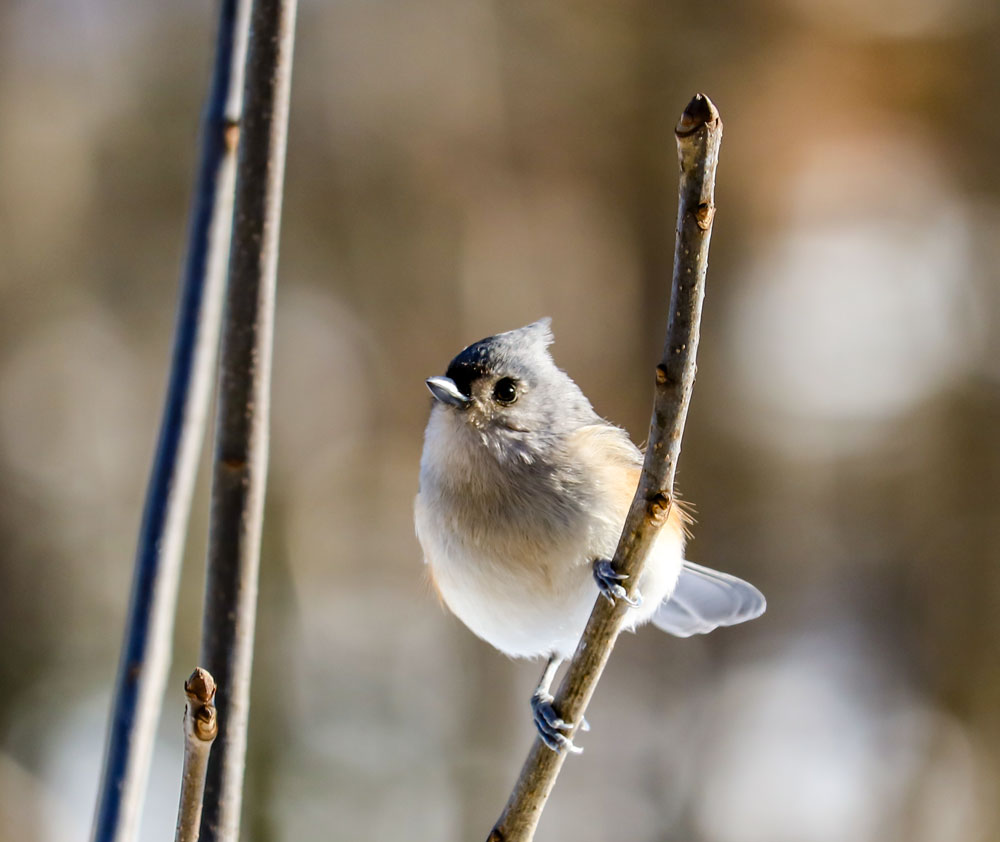 Tufted Titmouse With Doll Eyes