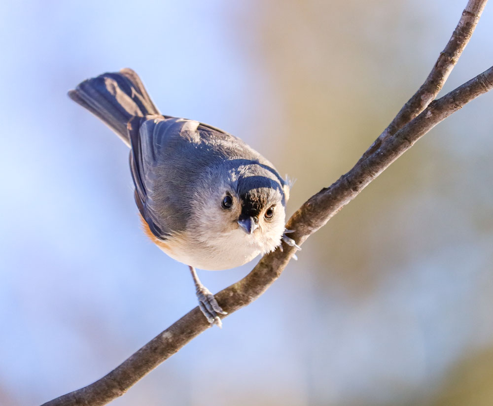 Tufted Titmouse Facing The Camera