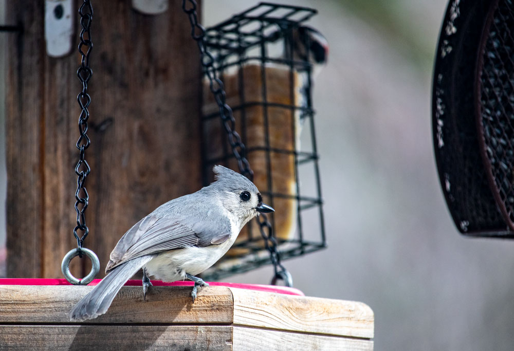 Tufted Titmouse At Feeder