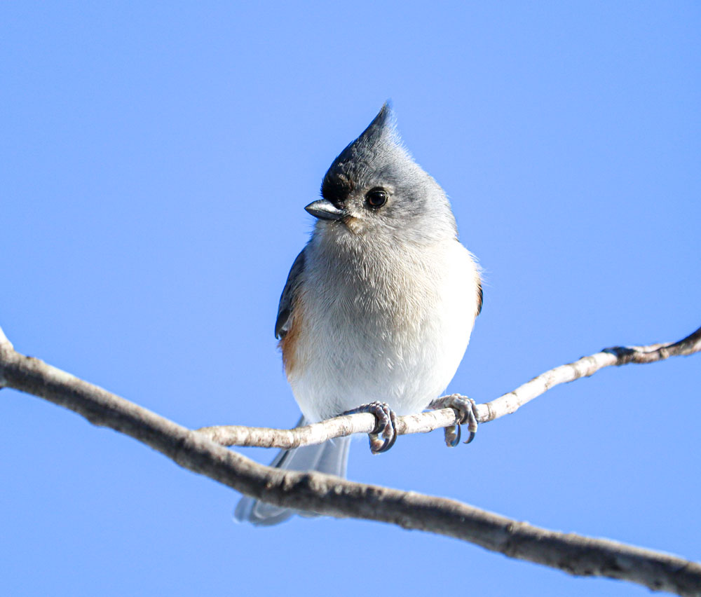 Titmouse Left Side