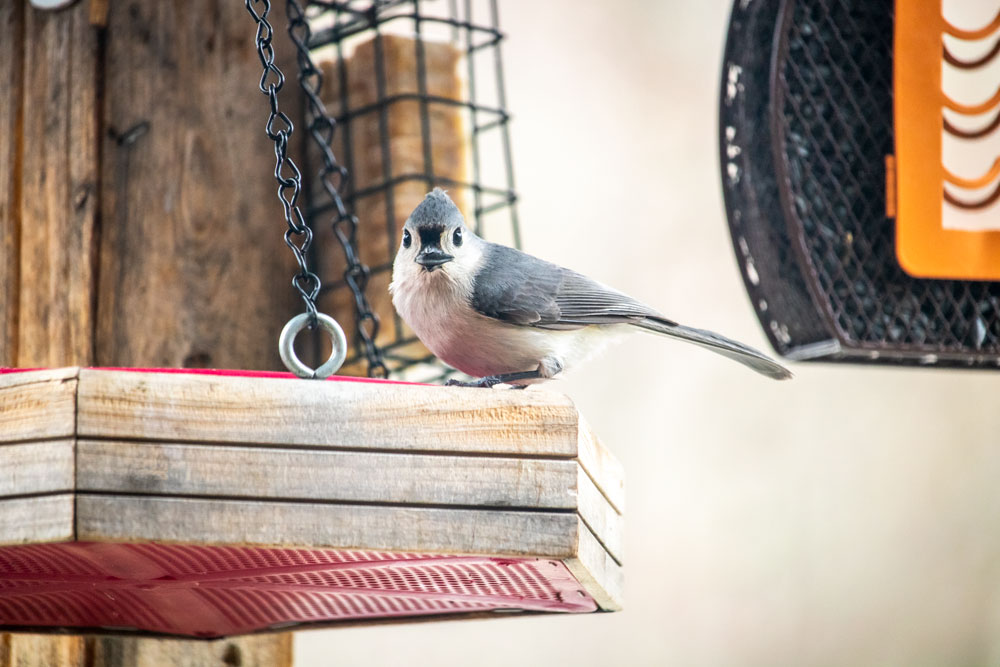 Tufted Titmouse With A Black Sunflower Seed In Its Beak
