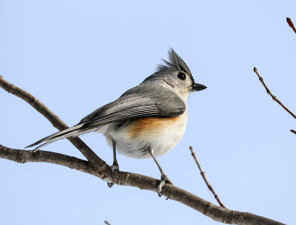 Tufted Titmouse From The Side
