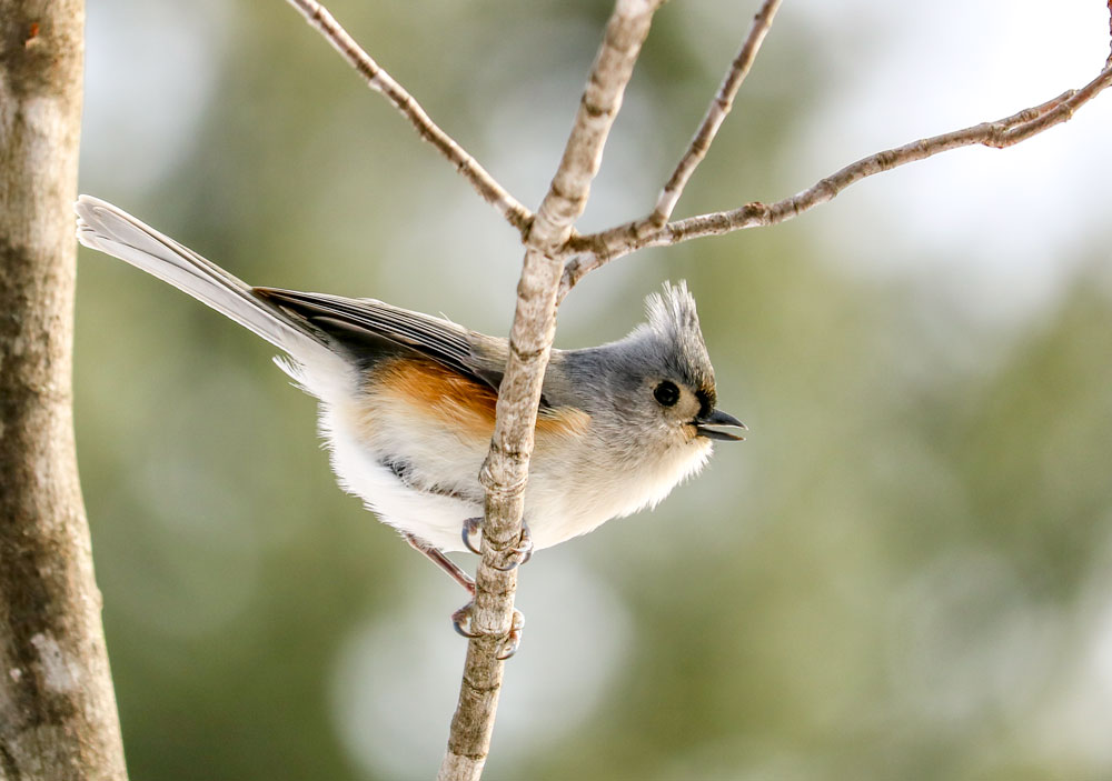 Tufted Titmouse Calling While Perched