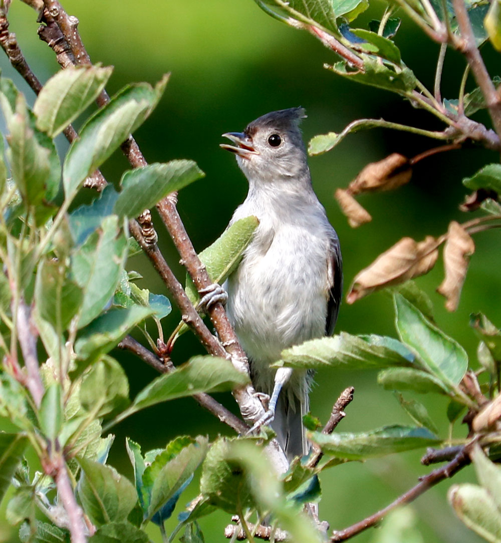 Juvenile Titmouse Perching In An Apple Tree