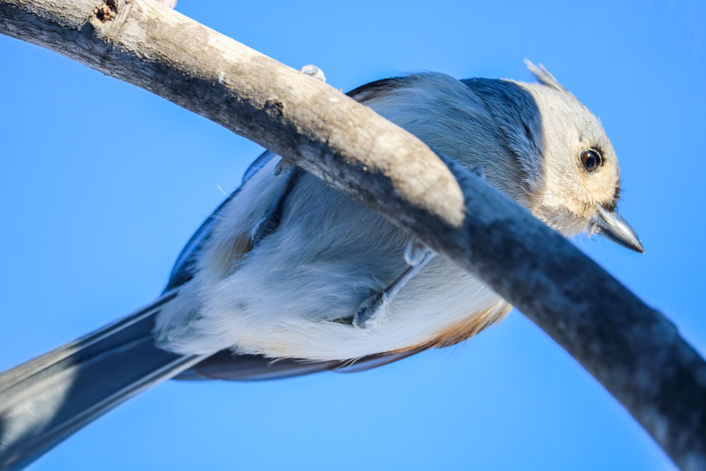 The Underside Of A Tufted Titmouse