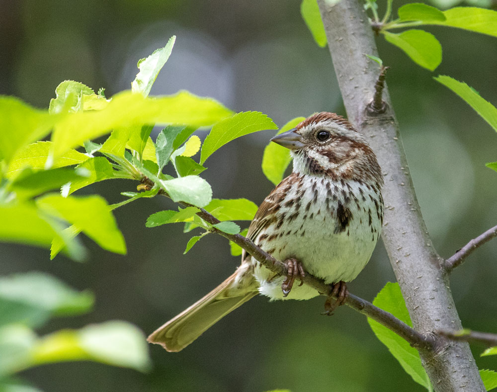 Song Sparrow Perching In A Fruit Tree