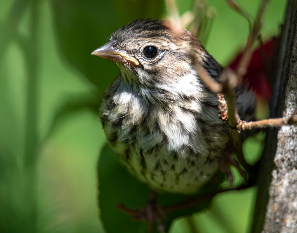 Song Sparrow Perching In A Wine And Roses Bush