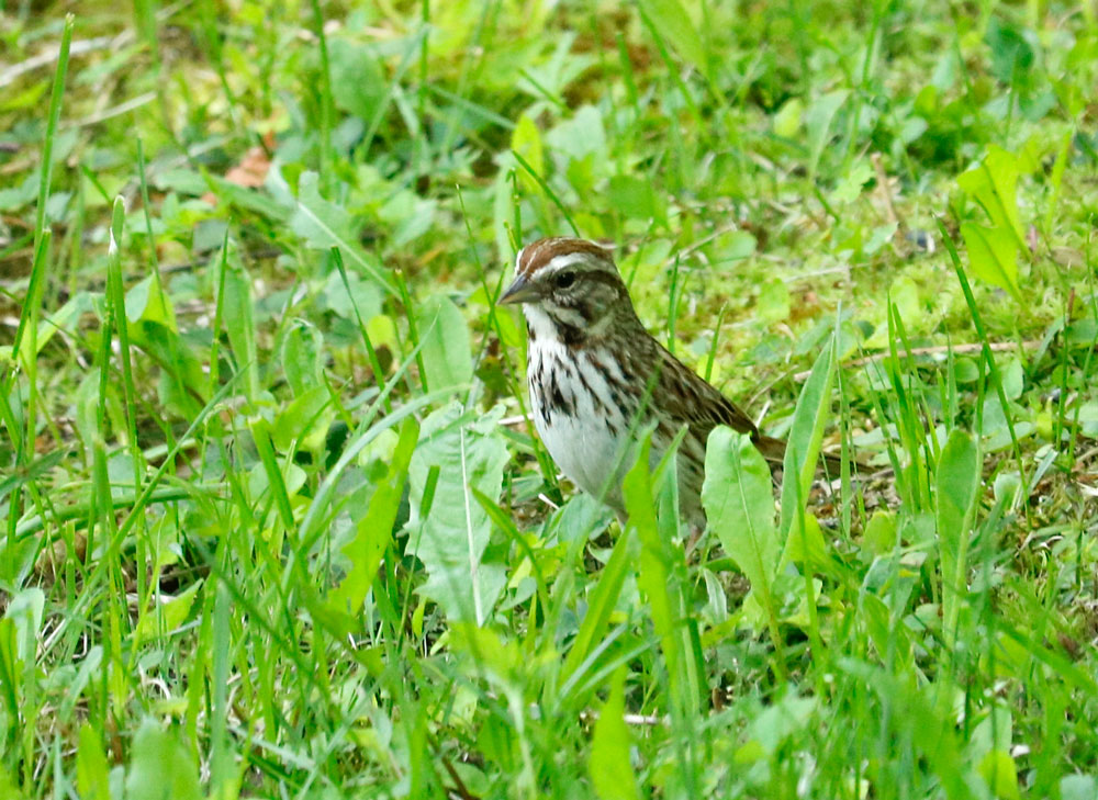 Song Sparrow Searching For Food