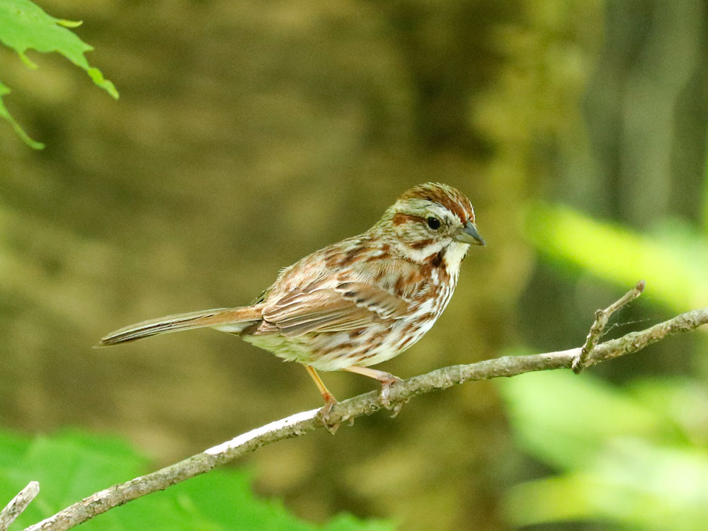 Song Sparrow Perching In A Maple Tree