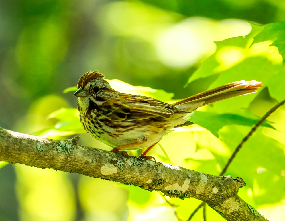 Song Sparrow Appearance