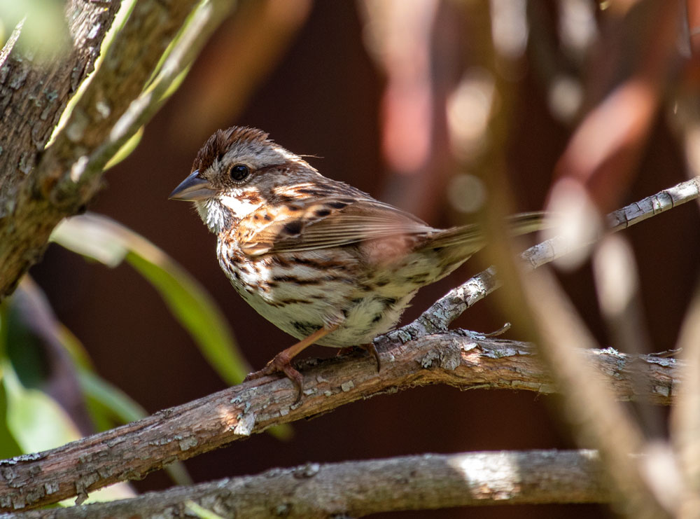 Song Sparrow Perching In A Rhododendron Bush