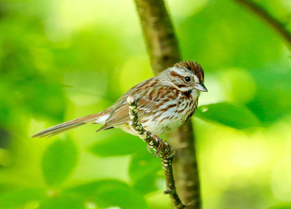 Facts About The Song Sparrow