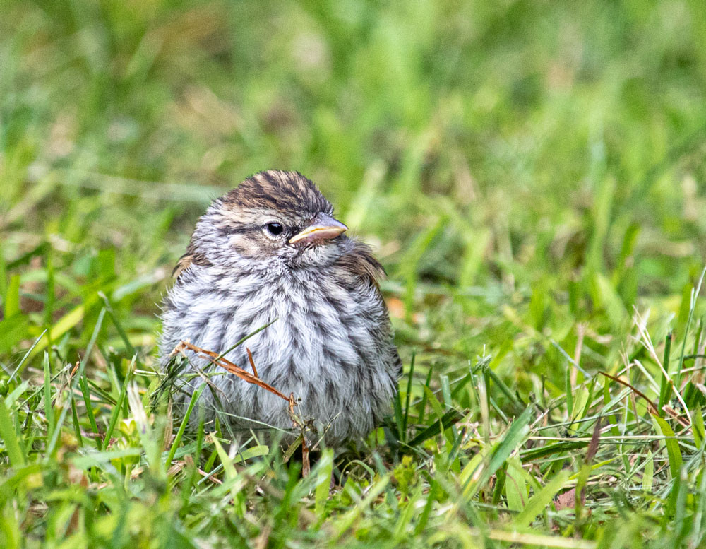 Juvenile Song Sparrow Waiting For Its Parents In The Grass