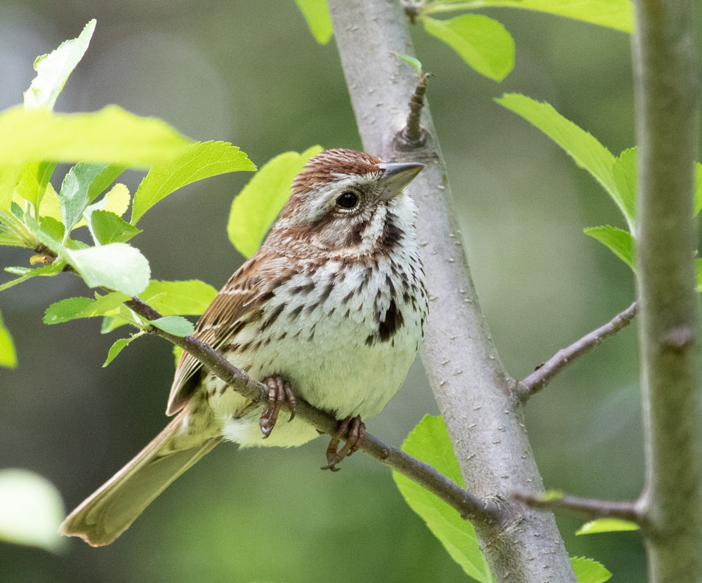 Song Sparrow Looking Up