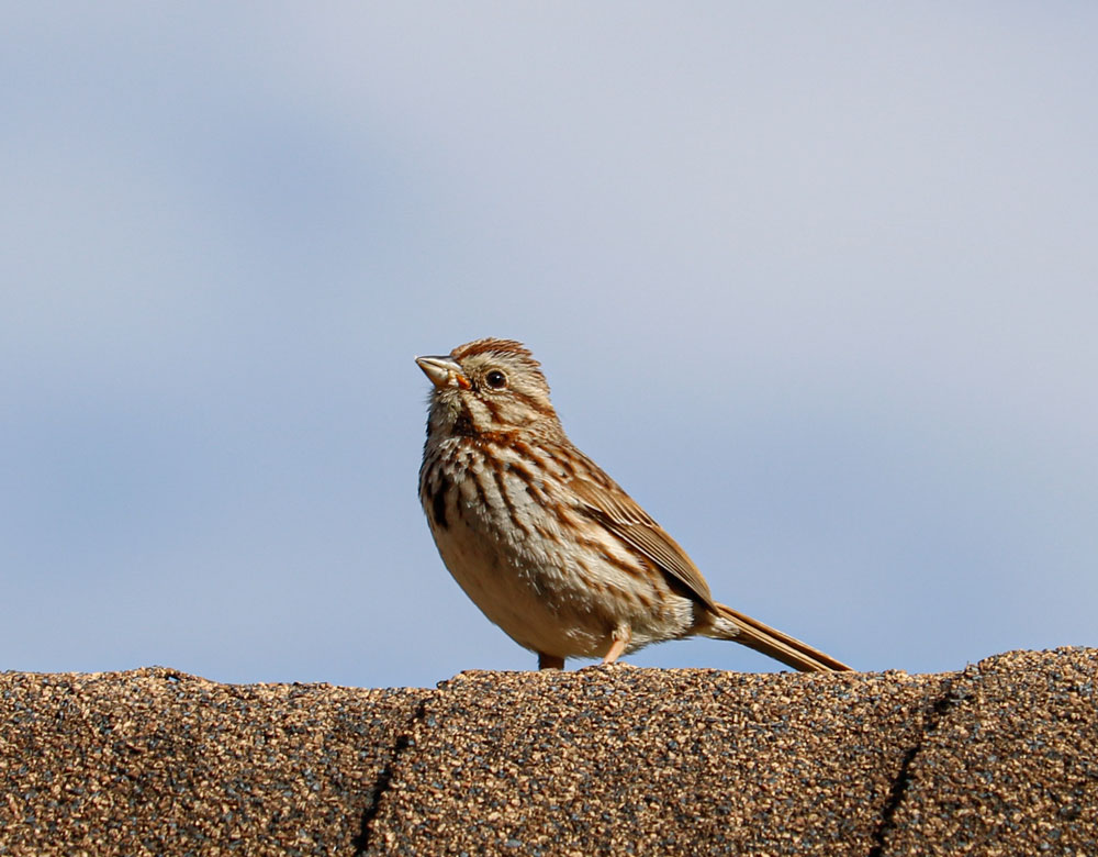 Song Sparrow Singing From The Rooftop