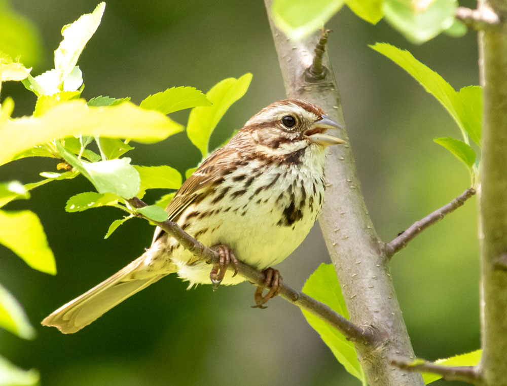 Song Sparrow Singing In An Apple Tree