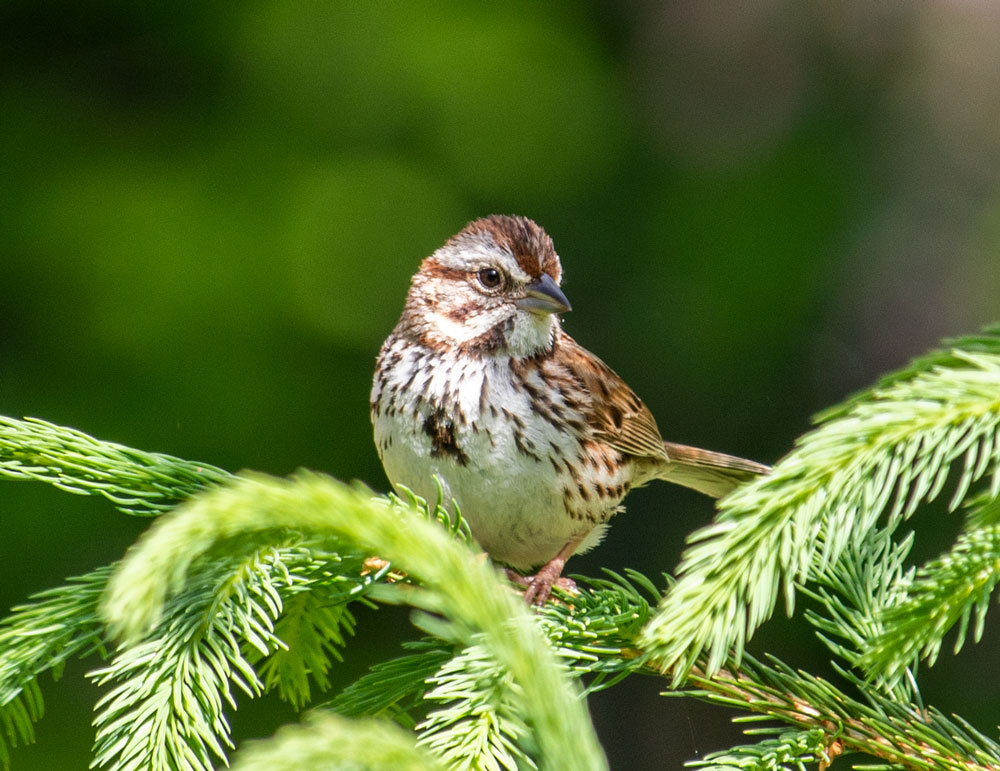 Song Sparrow Perching In A Spruce 
