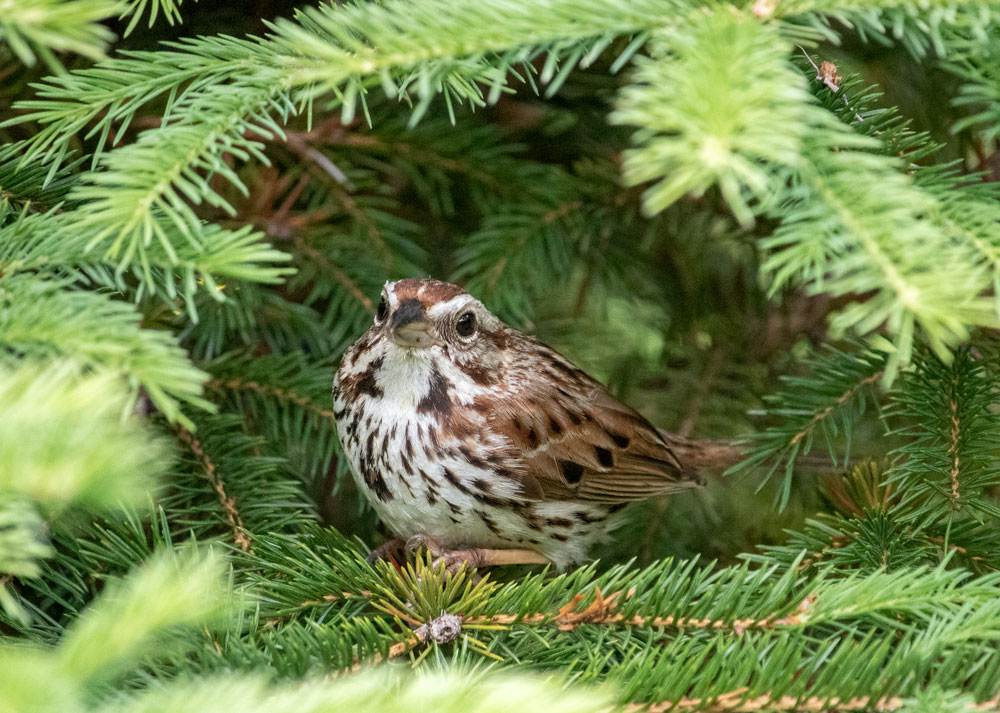 First Song Sparrow Of The Breeding Season