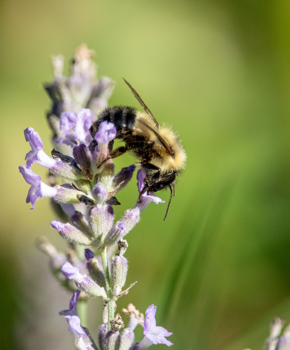 Bumble Bee Feeding From Lavender