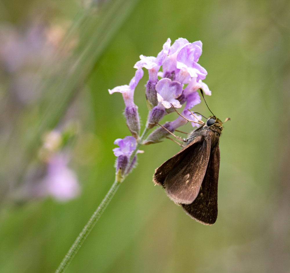 Skipper Butterfly Feeding From Lavender