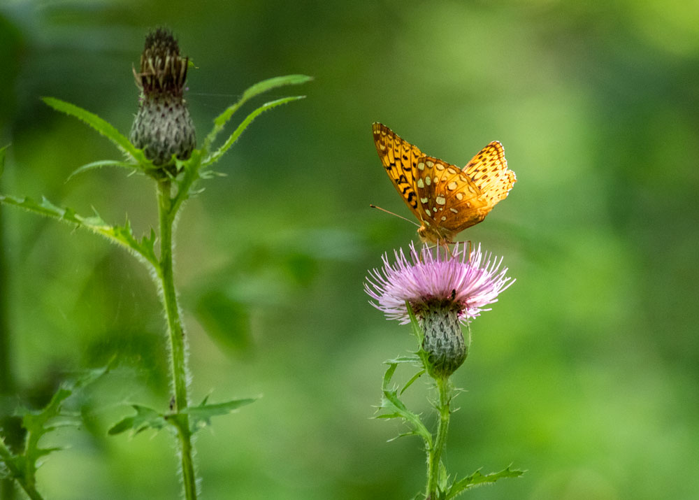 Fritillary Butterfly Drinking From Swamp Thistle
