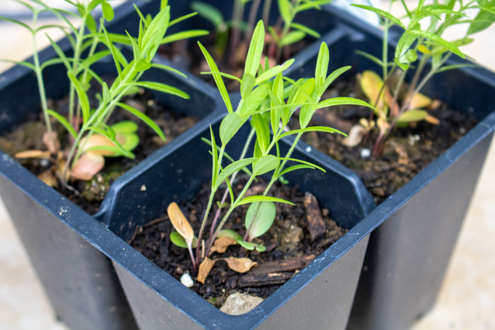 Growing Milkweed Plants From Seed