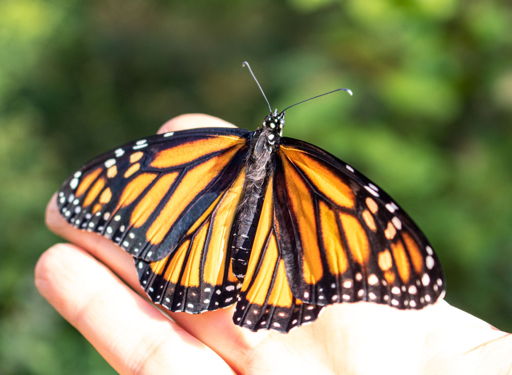 A Female Monarch Butterfly Perching On A Hand