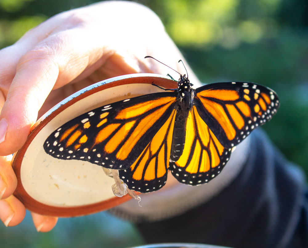 A Monarch Holding Onto A Lid
