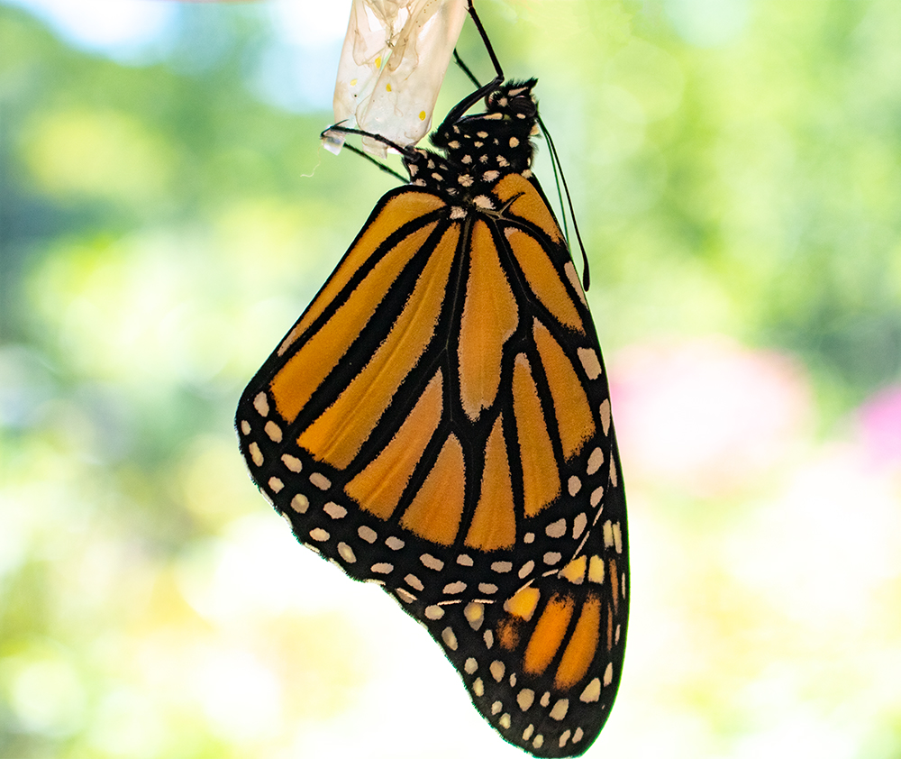 A Monarch Developing 
