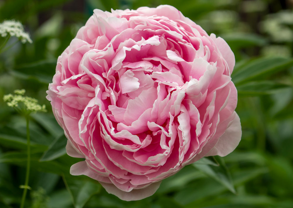 Fully Open Peony Stage