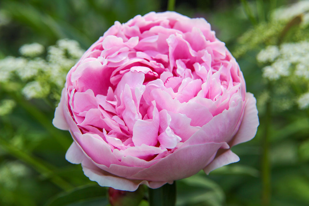 Peony In Bloom