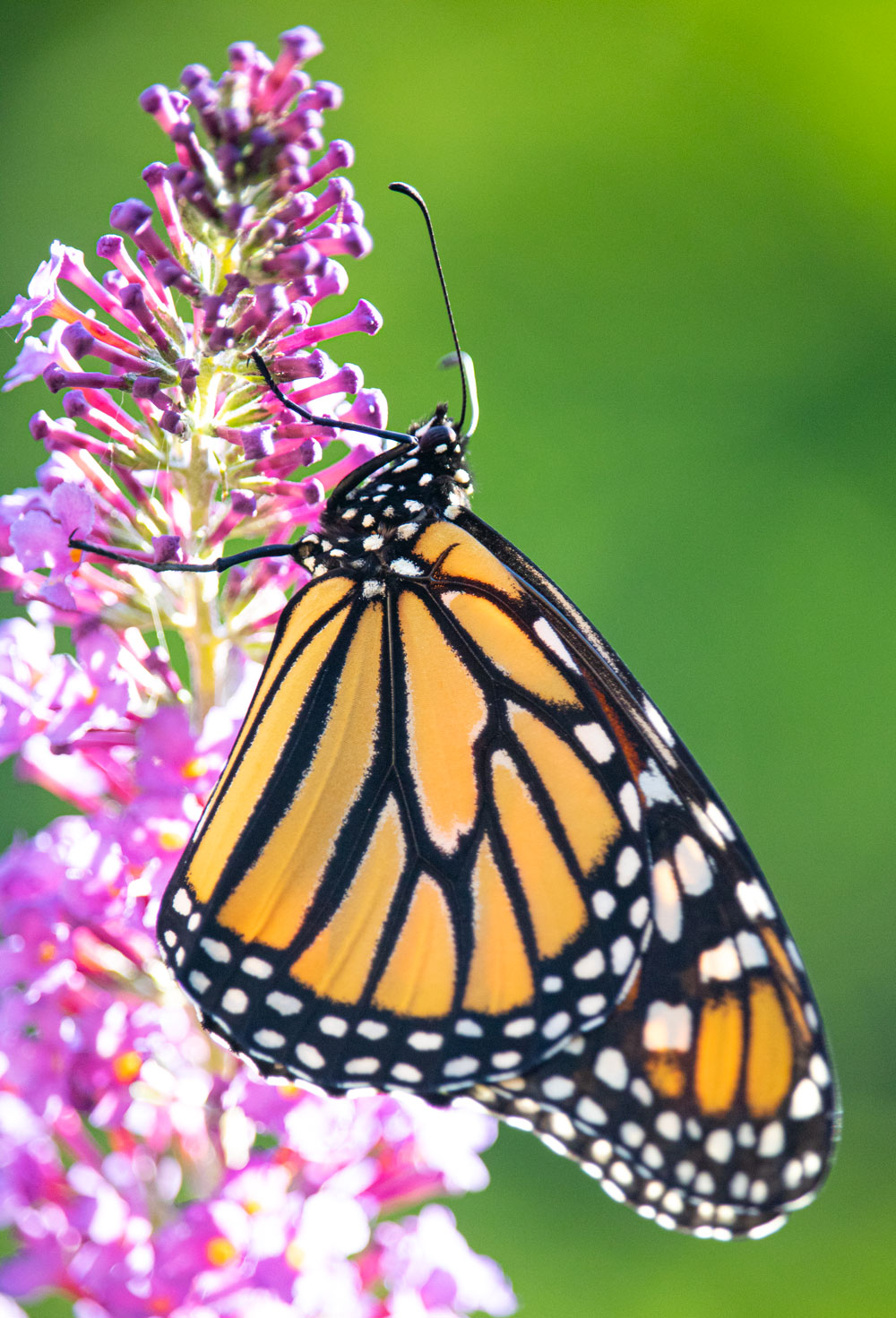 Monarch Butterfly Perching On A Butterfly Bush
