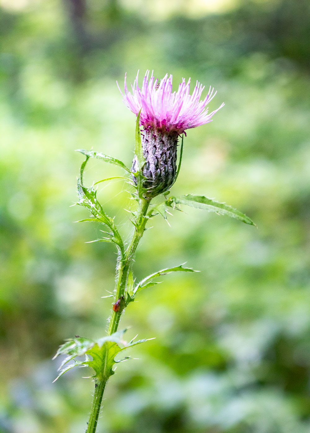 Swamp Thistle In A Vertical Composition
