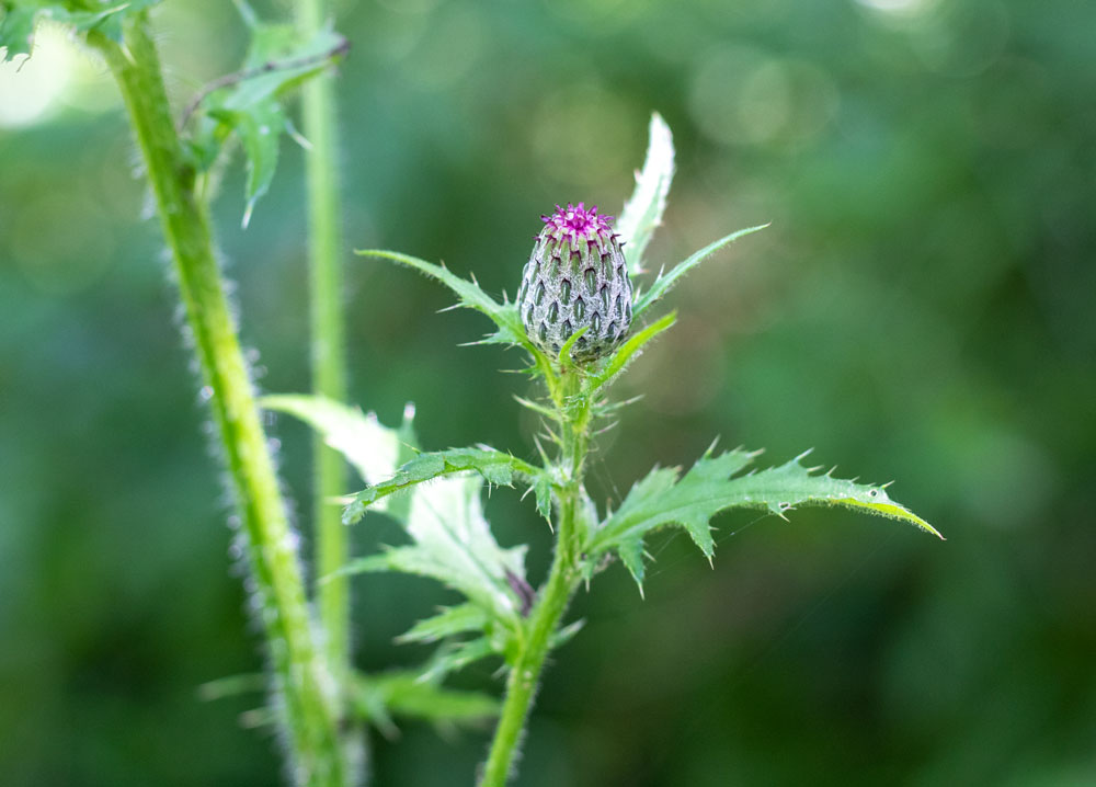 The Base Of A Swamp Thistle
