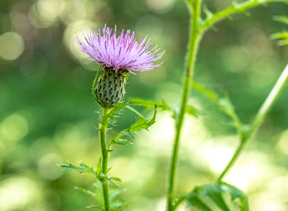 Thistle With Stems
