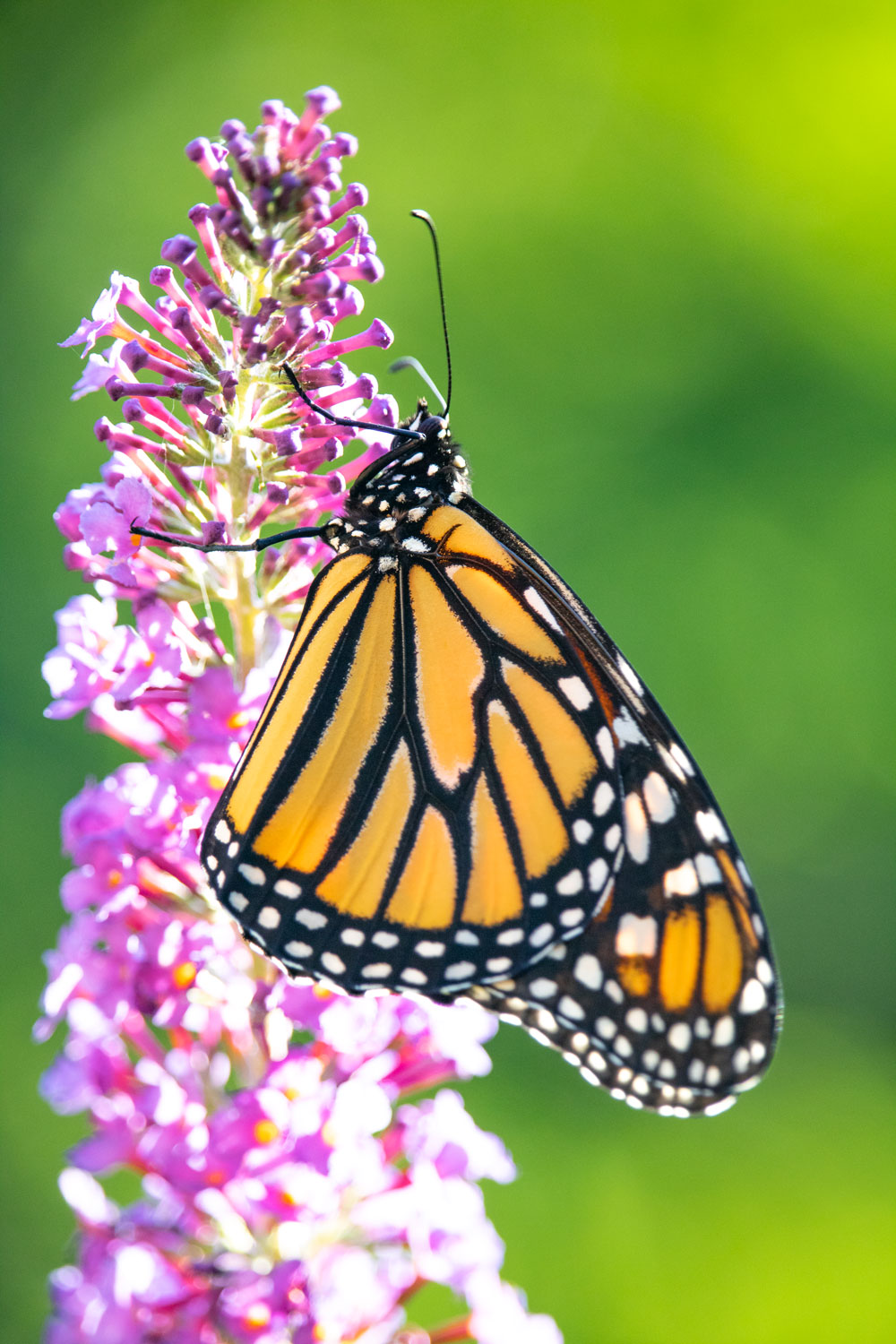 A Vertical View Of A Monarch Butterfly
