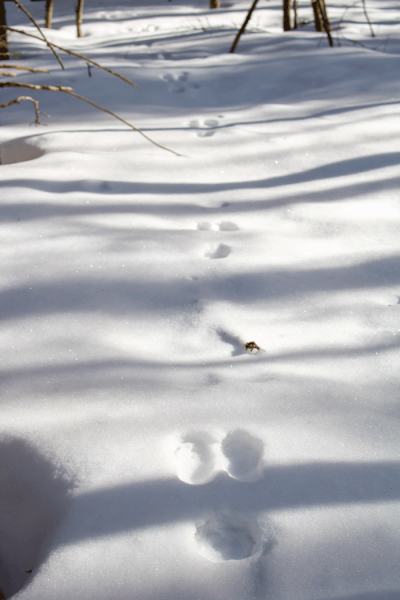 A Snowshoe Hare in Maine