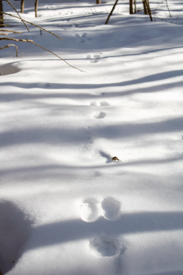 Snowshoe Tracks In The Snow During The Winter In Maine

