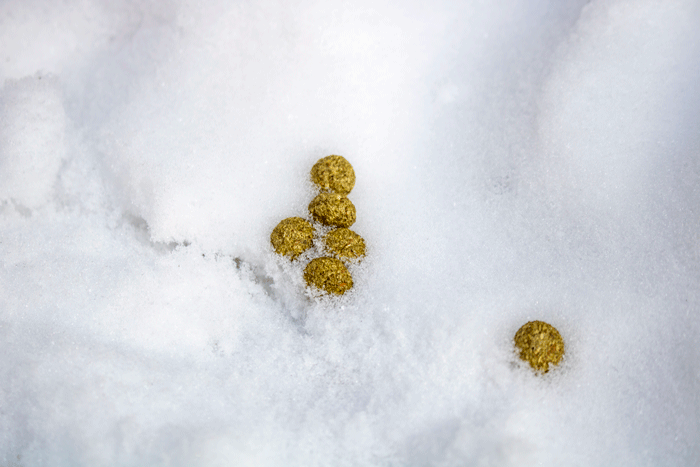 Snowshoe Hare Pellets In The Snow
