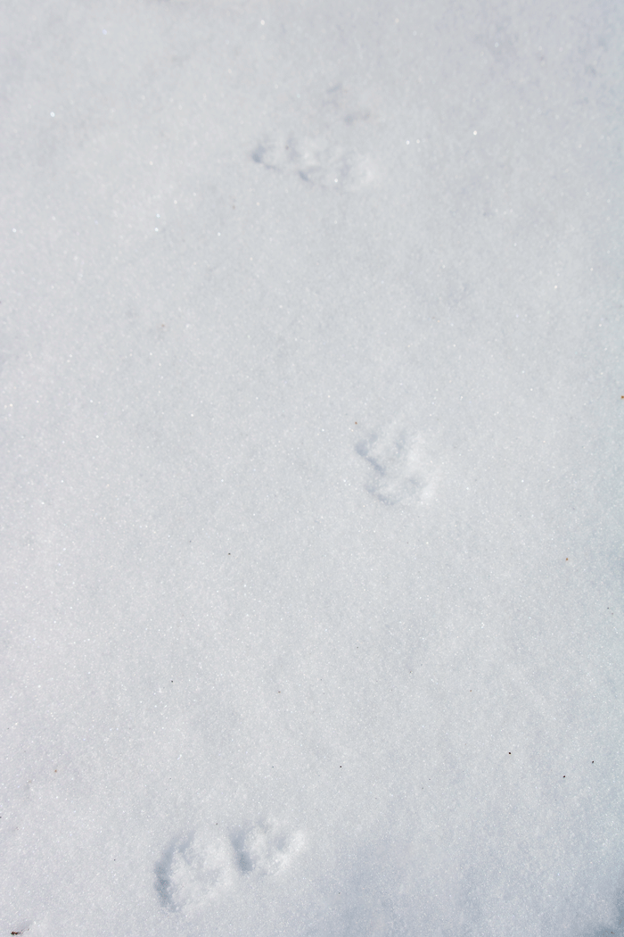 Animal Tracks in the Snow in Western Maine