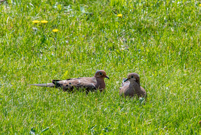 Two Mourning Doves Courting