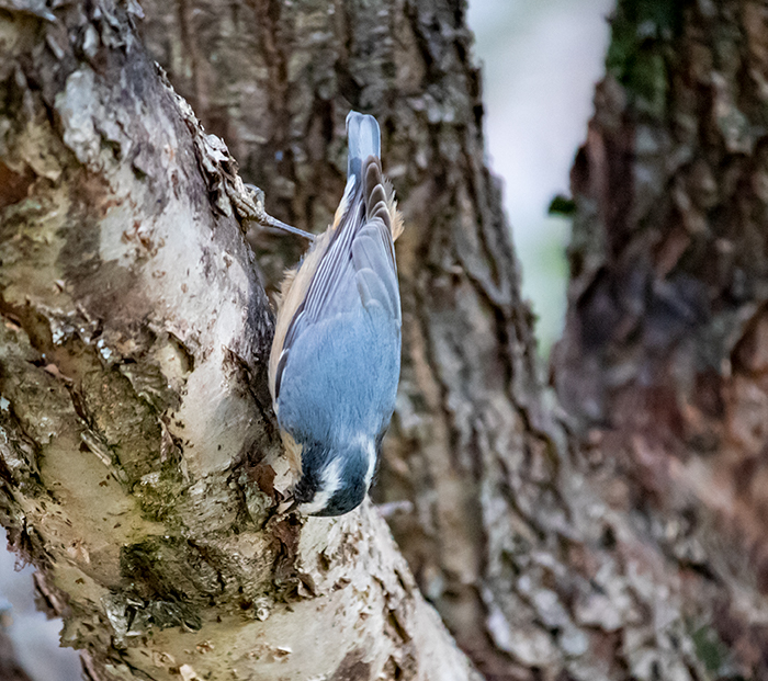 Red-breasted Nuthatch Caching A Seed In A Tree