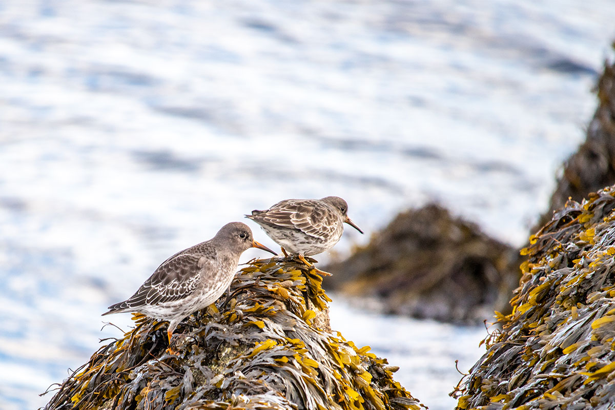 Purple Sandpipers Climbing Rocks That Are Covered in Seaweed
