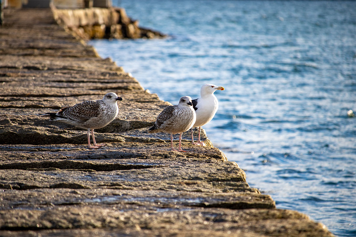 Three Gulls Perched On The Breakwater.

